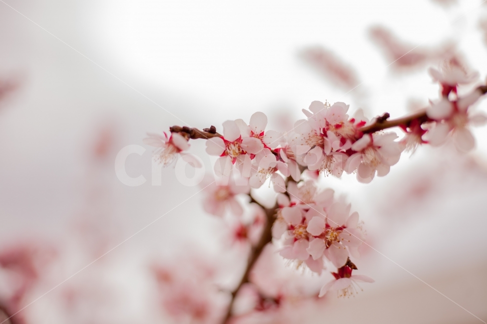벚꽃,꽃,풍경,자연,아웃포커싱,봄,계절,spring,season,식물,자연,plants,nature,꽃,flower,감성,sensible,feeling,plant