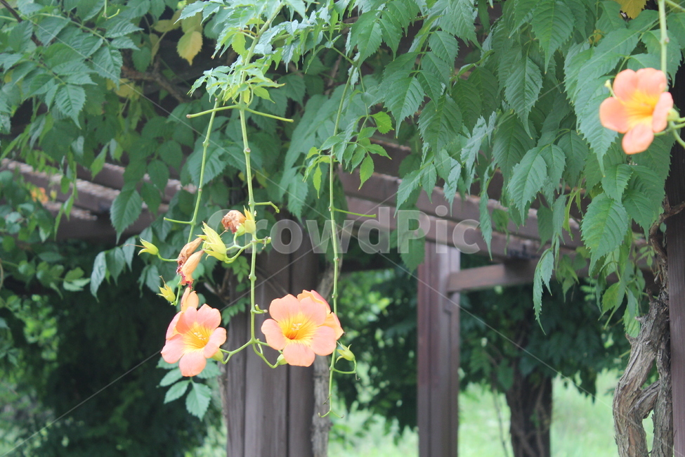 꽃,풀,내려오는꽃,꽃닢,잎,식물,자연,plants,nature,꽃,flower