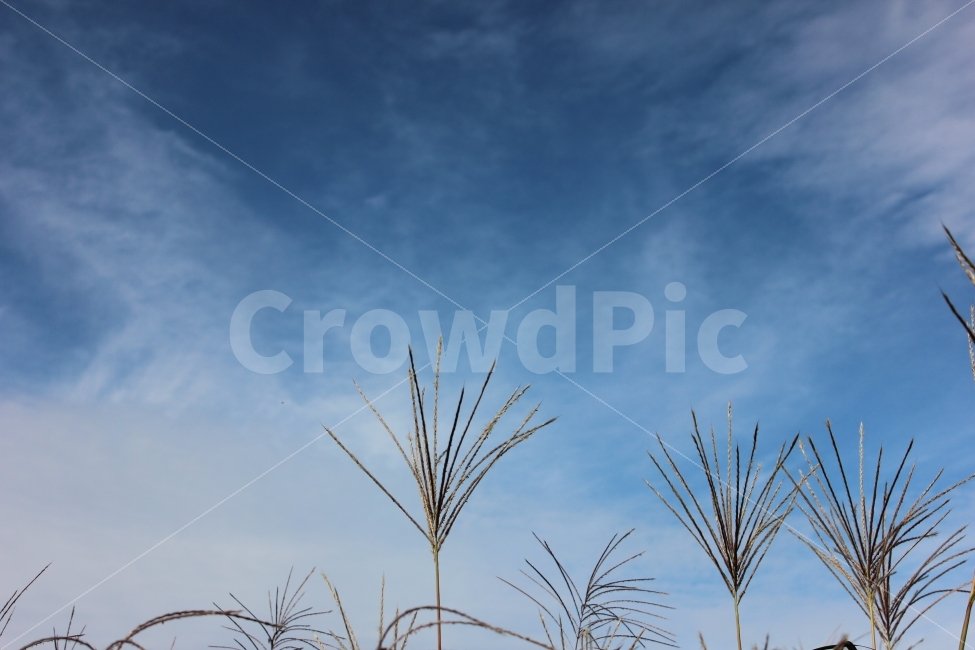 가을,추위,억새,하늘공원,억새축제,하늘,풍경,autumn,cool,tatch,silvergrass,scenery,landscape,cityscape,가을,계절,fall,autumn,season,자연,풍경,nature,landscape,식물,plants,plant,grass,잔디