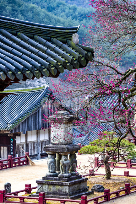 화엄사,홍매화,봄,문화유산,문화재,석등,탚,감성,사찰,기와,추녀,흑매화,처마