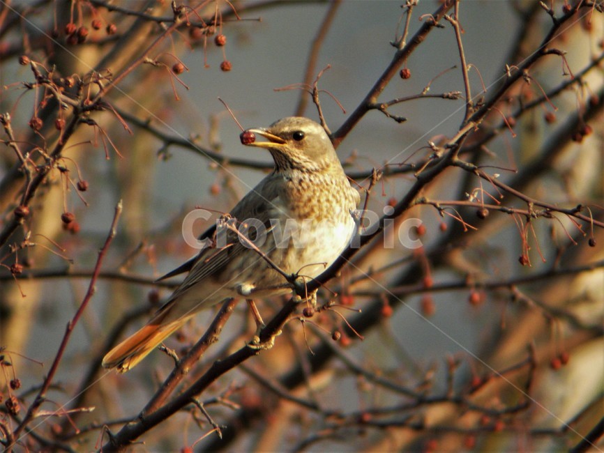 노랑지빠귀,참새목,지빠귀과,겨울철새,조류,동물,자연,동물,animal,조류,새,birds
