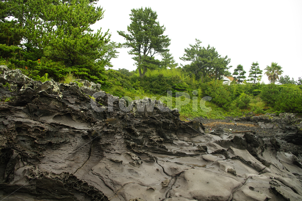 제주,바위,현무암,식물,나무,제주도,jeju,jeju island,nature,자연,outdoors,옥외,water,물,shoreline,해안선