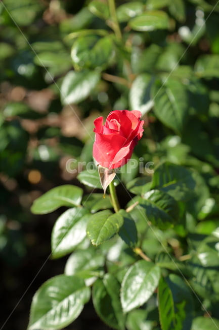 장미,장미꽃,빨간장미,분홍장미,rose,flower,아름다움,5월,6월