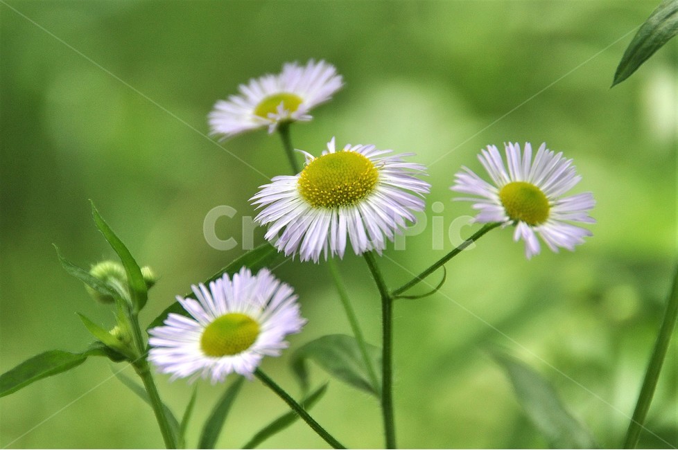 꽃,자연,식물,봄,개망초,아름다움,식물,자연,plants,nature,꽃,flower