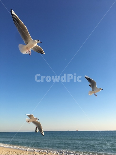 갈매기,겨울바다,가을바다,파란하늘,바다,날다,동물,animal,조류,새,birds