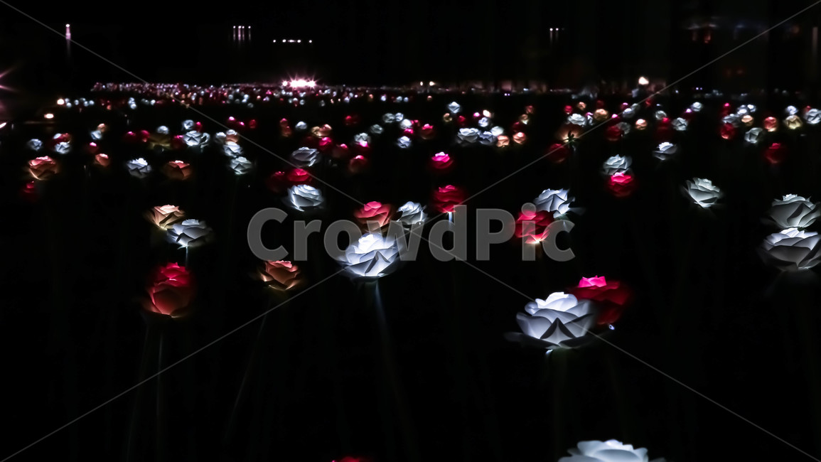 장미,led장미,야경,하얀장미,빨간장미,감성,야경,밤,풍경,nightscape,night,landscape,꽃,flower