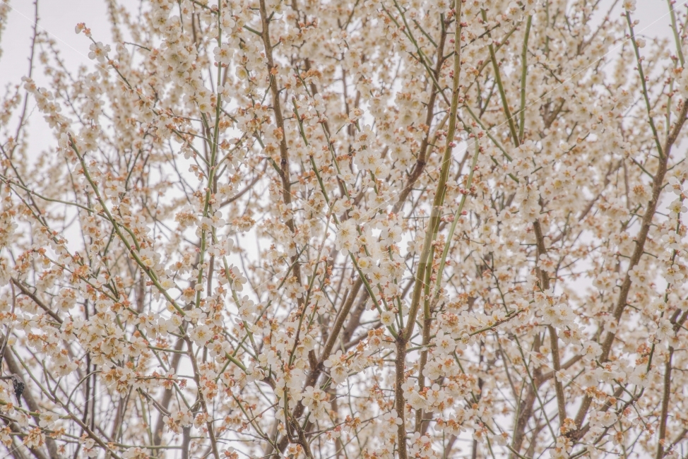 봄,봄꽃,꽃,매화,활짝,봄기운,식물,자연,plants,nature,봄,계절,spring,season,꽃,flower,plant,tree,나무