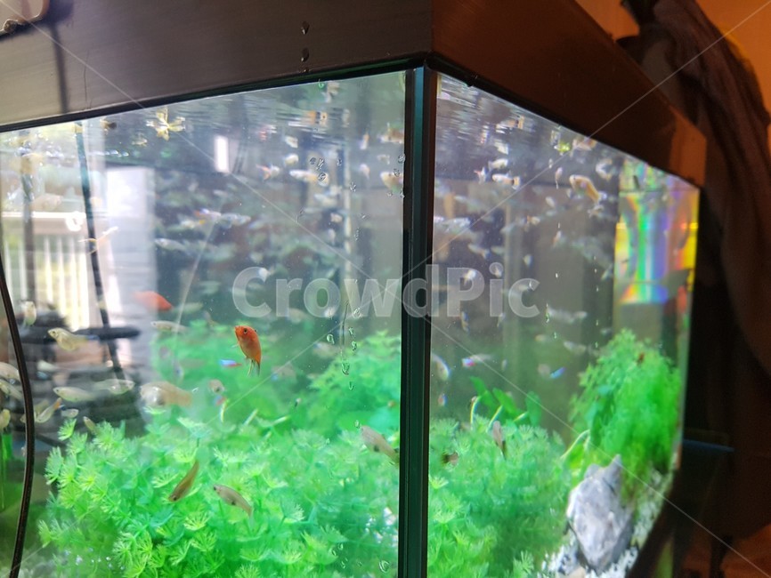 어항,물고기,구피,수초,열대어,동물,animal,어류,물고기,fish