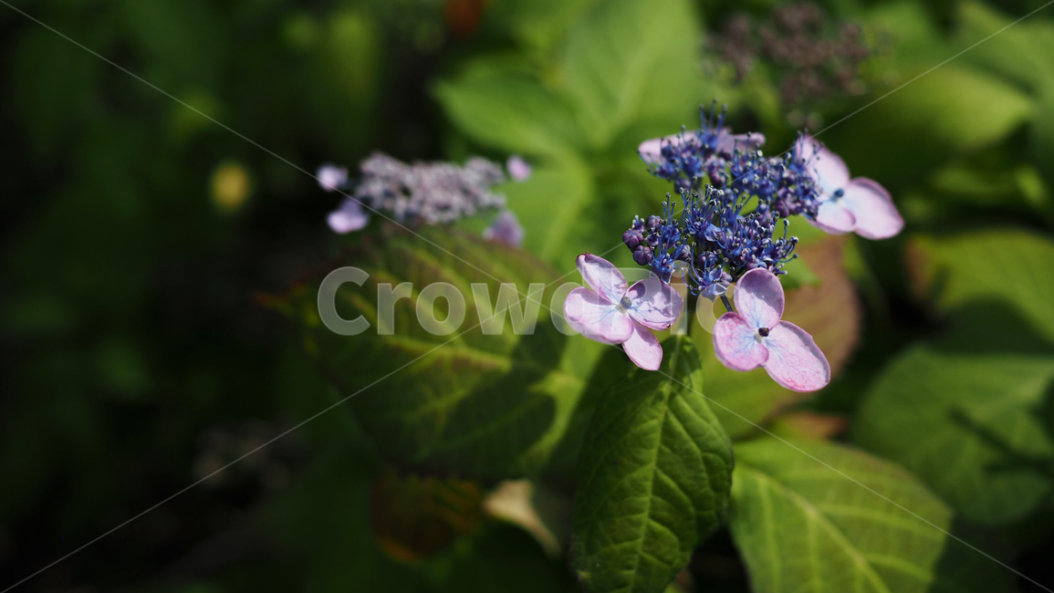 야생화,꽃,green,wildflower,flowers,park,공원