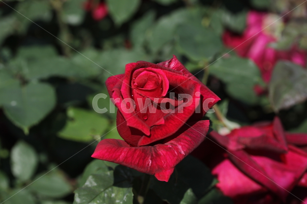장미,봄꽃,식물,빨간장미,꽃,식물,자연,plants,nature,꽃,flower