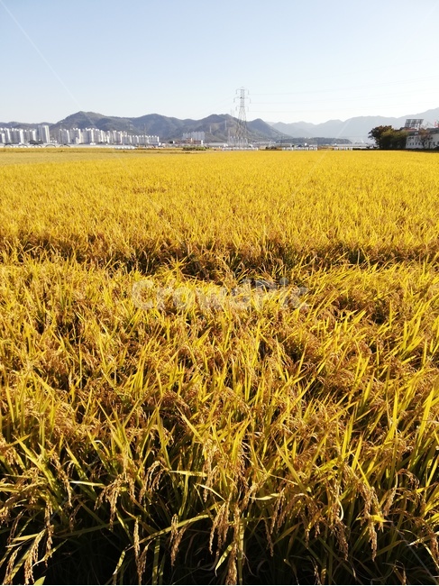 들,수확,쌀,농사,벼,농업,농사,agriculture,farming,farming industry