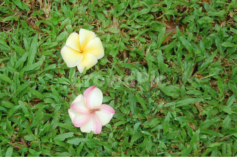 botanic,botanicgarden,garden,꽃,봄,잔디,식물,봄느낌,분위기,flower,spring,grass,lawn,풀,작은꽃,small,초록색,green,푸른,날씨,weather,일상,풍경,배경,배경사진,풍경사진,평화로운,차분한,차분함,평화로움,scene,atmosphere,calm,peaceful,tranquil,still,background,비,이슬,이슬비,dew,dewdrop,여행,ambience,quiet,낙화,도시,공원,데이트,공원데이트,나무,자연,꽃사진,flowers,nature,landscape,감성사진,하늘,sky,sunny,맑은,trip,travel,travelling,view,scenery,봄,계절,spring,season,식물,자연,plants,nature,꽃,flower,plant,blossom,petal,꽃잎