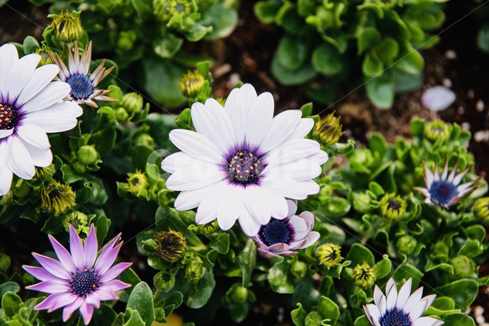 꽃,자연,디모르포데카,봄,화단,식물,자연,plants,nature,꽃,flower