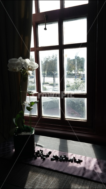 창문,햇빛,꽃,인테리어,장식,햇살,window,flower,sunshine,인테리어,실내디자인,interior design