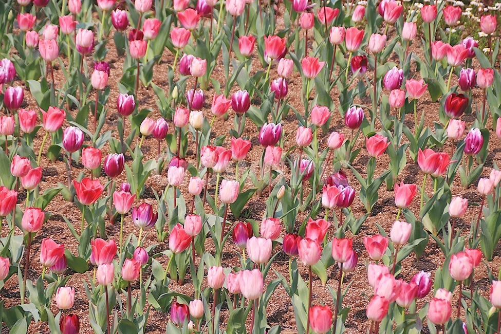 분홍,여리여리,청순,튤립,튤립밭,꽃밭,식물,자연,plants,nature,꽃,flower