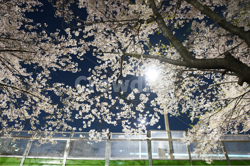 신대방역,벚꽃,벚꽃길,구로디지털단지역,산책로,벚꽃나무,벚꽃축제,야경,야화,cherryblossom,blossom,nightview,봄,계절,spring,season,야경,밤,풍경,nightscape,night,landscape,식물,자연,plants,nature,나무,trees,wood,plant,flower,꽃,cherry blossom