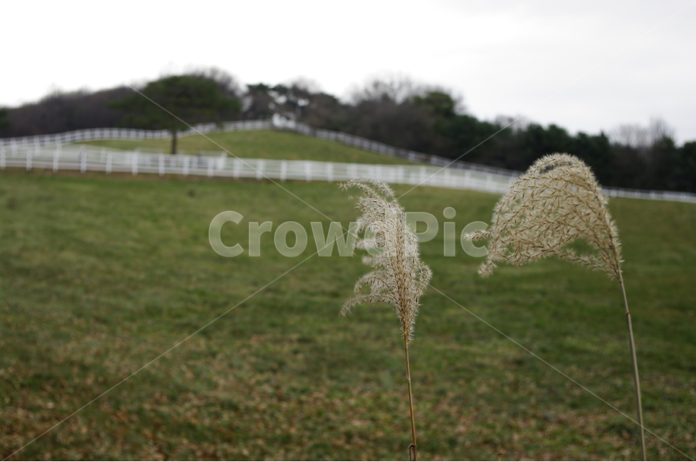 목장,울타리,초원,억새,식물,자연,풍경,nature,landscape,식물,plants,plant,grass,잔디,lawn,field,들