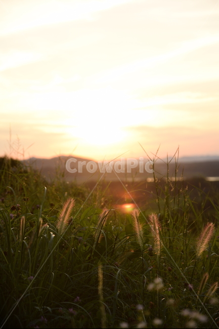 강아지풀,해질녁,석양,해넘이,태양,하늘,산,풀,자연,노을,풍경,foxtail,sunset,sun,sky,mountain,grass,nature,landscape,저녁노을,붉은노을,자연,풍경,nature,landscape,식물,plants,감성,sensible,feeling,휴식,힐링,rest,relaxation,healing,plant,잔디,light,빛,flare,플레어