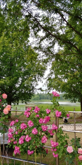 장미,장미꽃,여름장미,장미축제,rose,plants,여름,꽃,자연