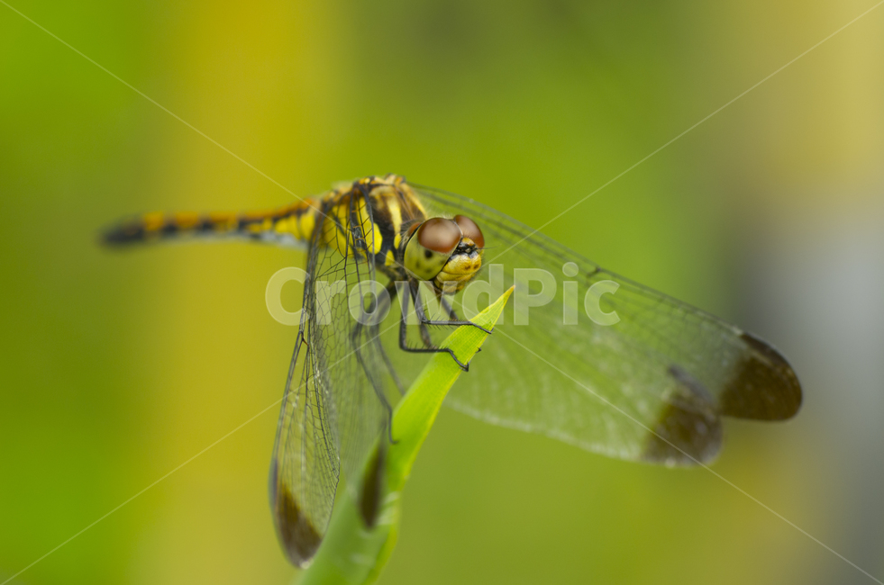 잠자리,여름,곤충,날개,곤충눈,beauty,macro,closeup,접사,매크로,확대,dragonfly,insect,summer,계절,감성,자연,클로즈업,가을곤충,여름곤충,가을,곤충,벌레,insect,bug