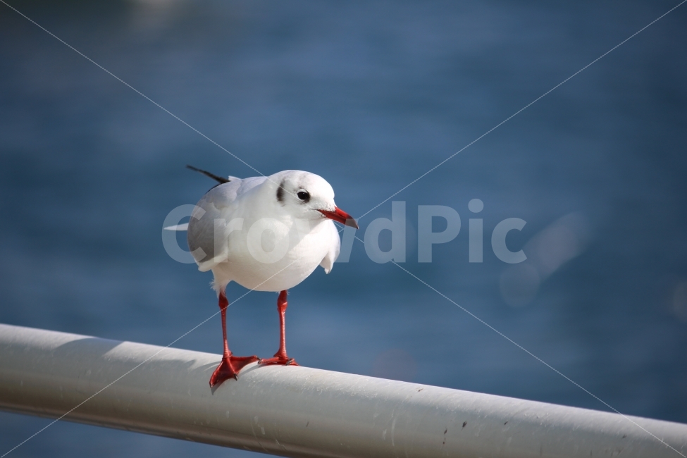 갈매기,바다,새,접사,해변,부산,항구,동물,animal,조류,새,birds,색깔,색상,색채,색감,color sense,color sensitivity,feeling of color