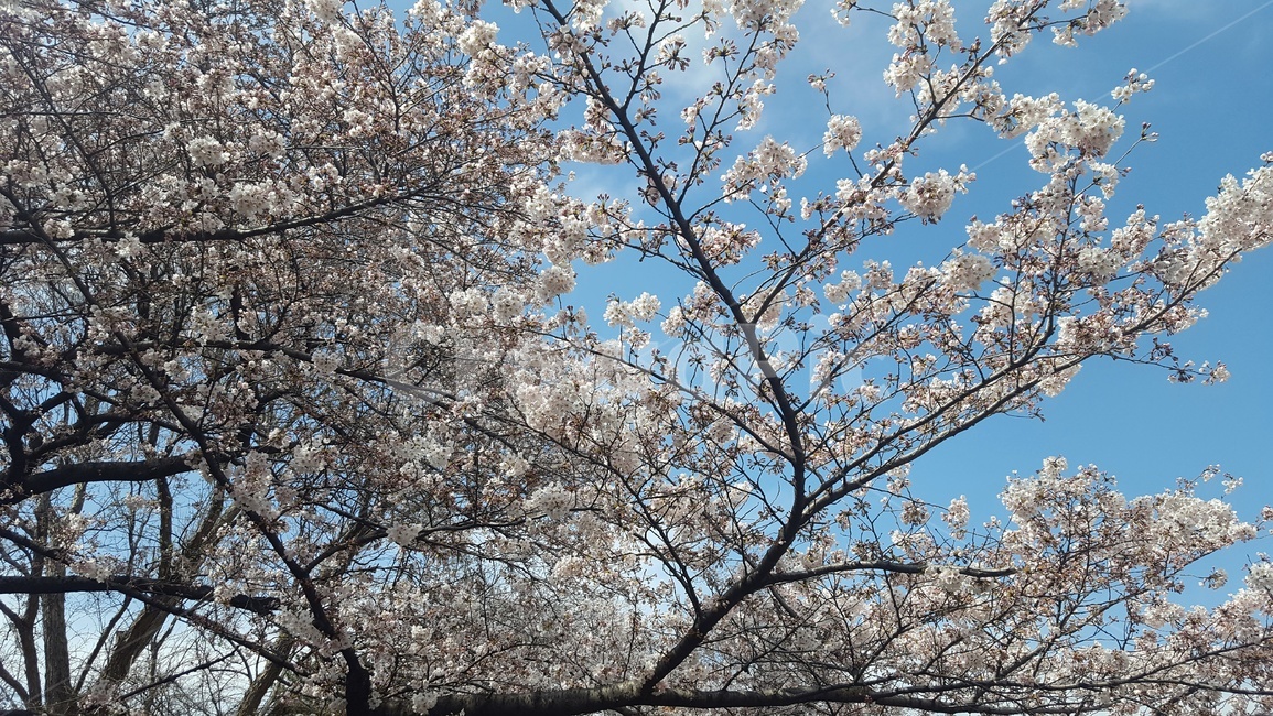 plant,식물,flower,blossom,꽃,자연,cherryblossom,벚꽃,봄,계절,spring,season