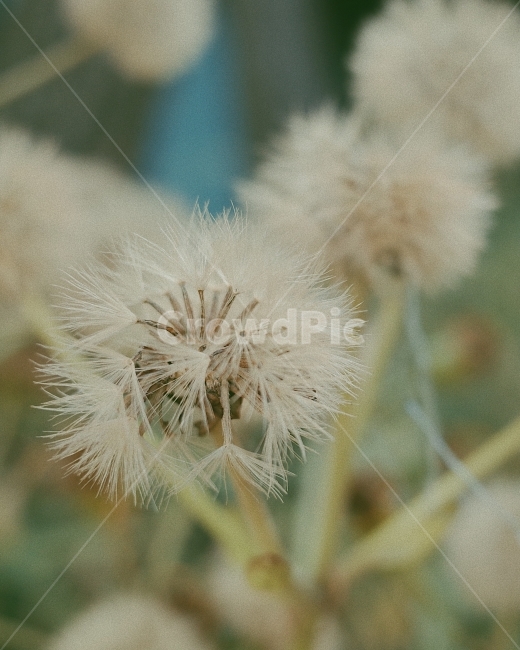 민들레,꽃,겨울,조경,씨앗,자연,flower,winter,seed,scenery,식물,자연,plants,nature,꽃,flower,감성,sensible,feeling