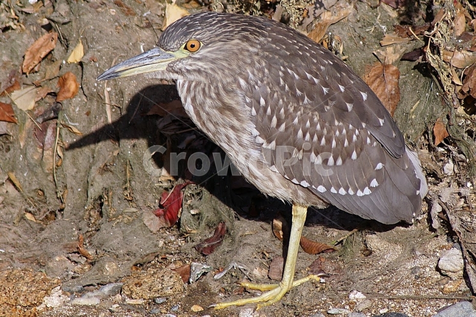 부산,온천천,해오라기,유조,조류,새,탐조,동물,animal,조류,새,birds