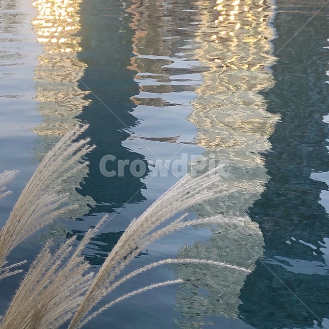 water,물,갈대,윤슬,reed