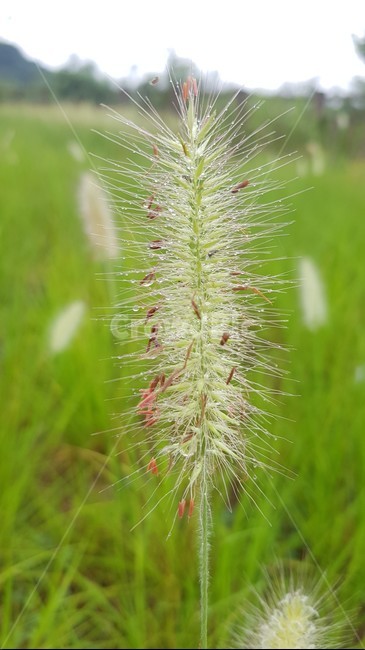 plant,식물,grass,lawn,잔디,식물,자연,plants,nature