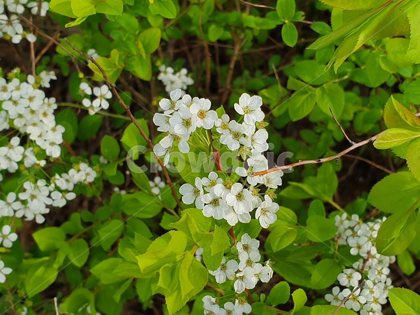 꽃,자연,flower,봄,산책,식물,자연,plants,nature,꽃,flower