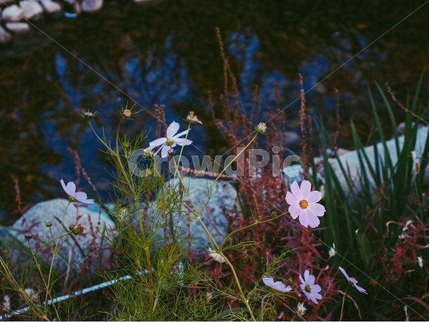 가을,풍경,자연,꽃,코스모스,식물,자연,plants,nature,꽃,flower