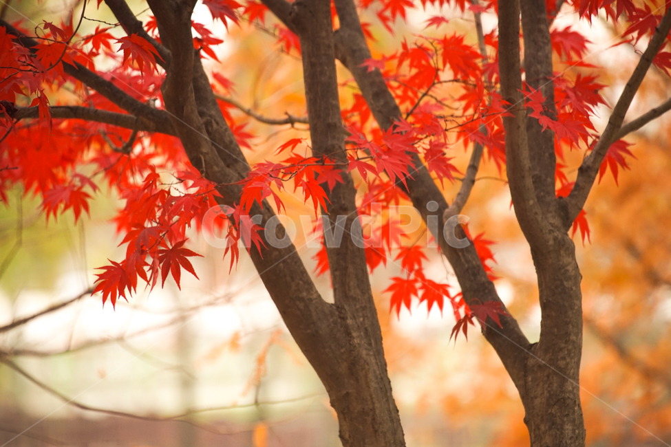 단풍,나무,낙엽,가을,계절,감성,공원,식물,자연,가을,계절,fall,autumn,season,식물,자연,plants,nature,나무,trees,wood,leaf,잎,plant,tree,maple