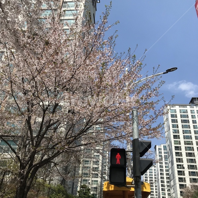 벚꽃,신호등,하늘,배경,풍경,교통,교통수단,traffic,transportation