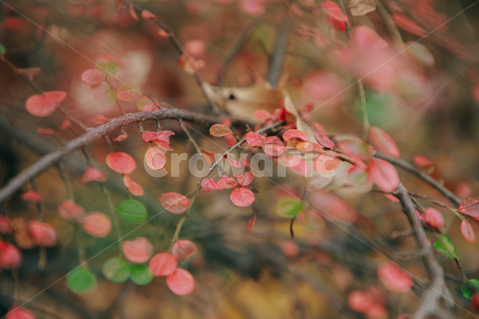 명자나무,꽃,풀,붉은,빨간,잎사귀,식물,자연,plants,nature