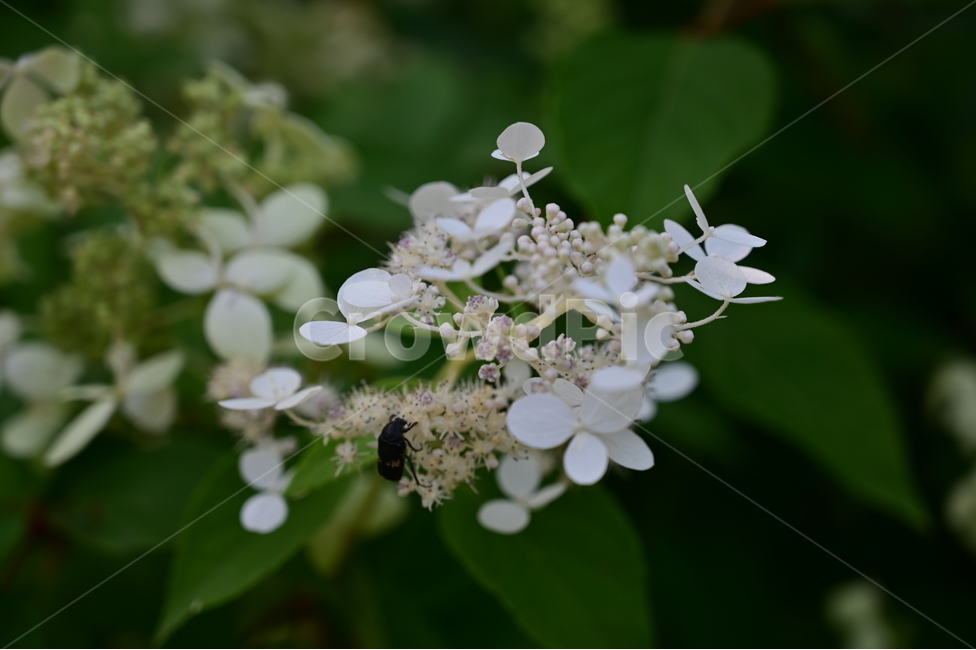 꽃,flower,식물,자연,들꽃