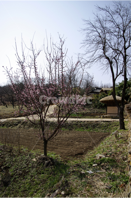 매화,매화나무,봄,봄날,봄풍경,감성,spring,flower,공원,풍경,식물,새싹,잎,초록,꽃,분홍색,초가집,시골,마을,한국,봄,계절,spring,season,자연,풍경,nature,landscape,한국자연풍경,한국자연경관,korea nature landscape,시골,마을,country,rural,town,ground,바닥,plant