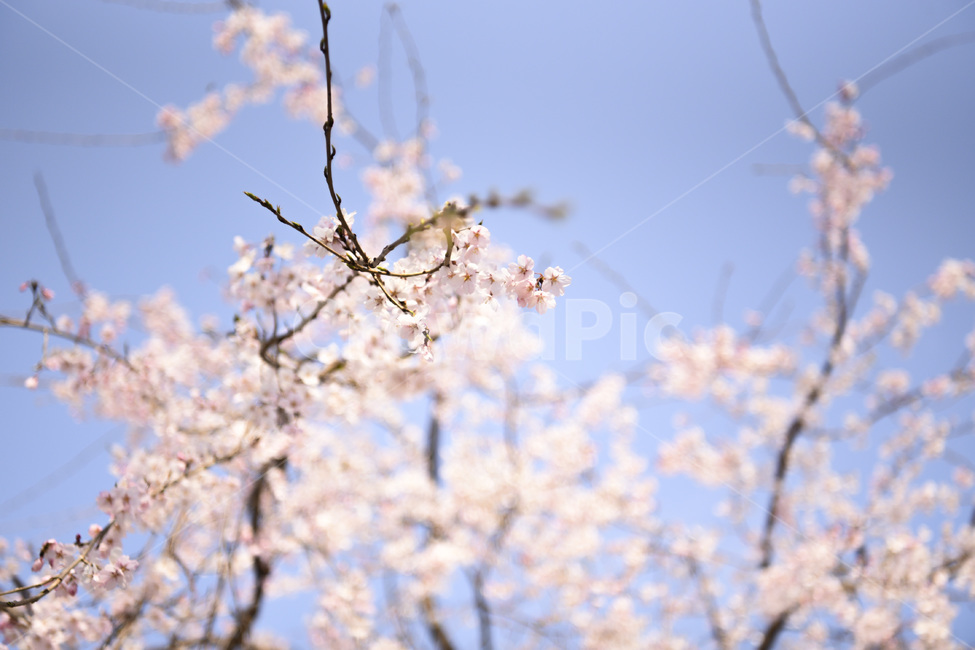 벚꽃,진해,하늘,봄,꽃축제,꽃놀이,벚꽃축제,군항제,하늘색,분홍색,봄,계절,spring,season,plant,식물