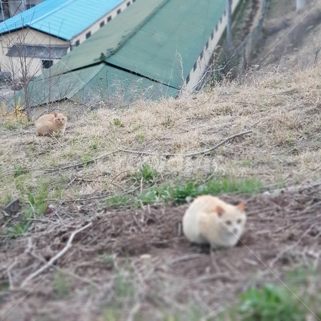 고양이,cat,길고양이,포커스,동물