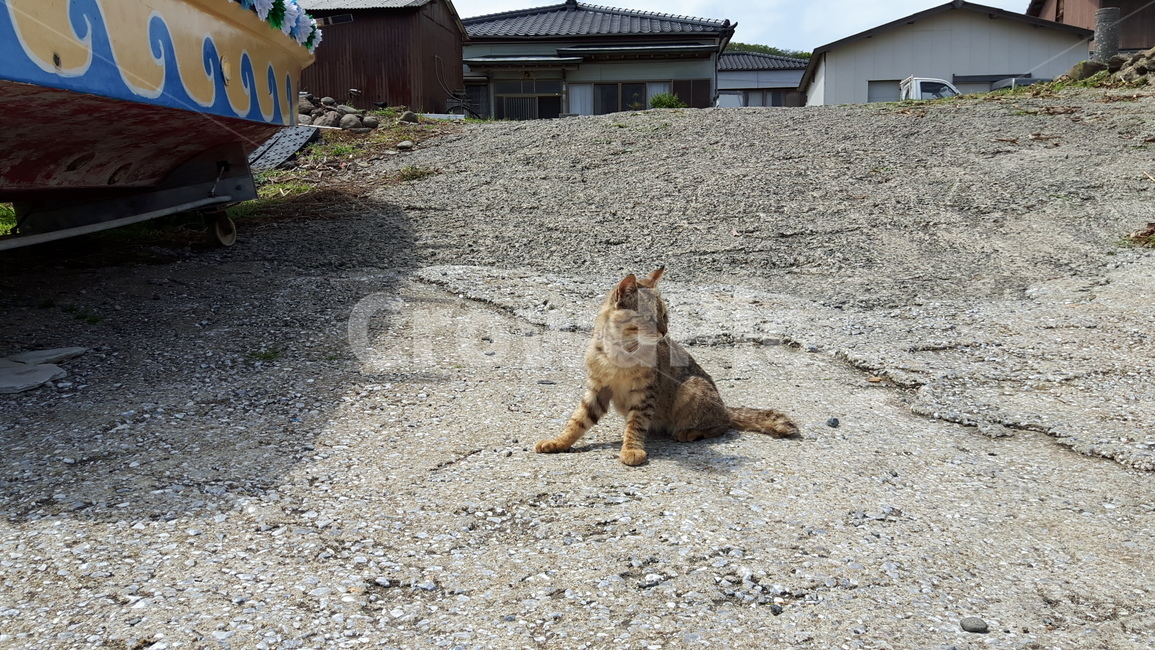 고양이,고양이섬,후쿠오카,아이노시마,일본고양이섬