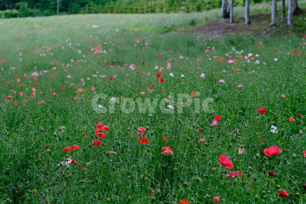 꽃,flower,양귀비,팜도미타,북해도,farmtomita,식물,빨간색,자연,초록색