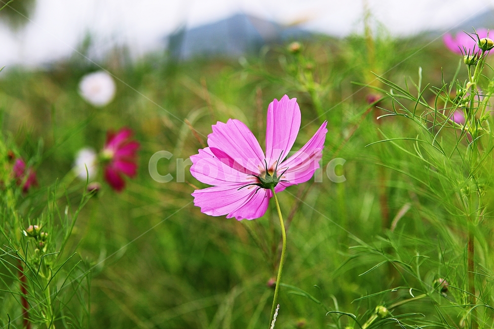 코스모스,꽃,꽃잎,들꽃,식물,가을꽃,가을,공원,자연,계절,식물,자연,plants,nature,꽃,flower