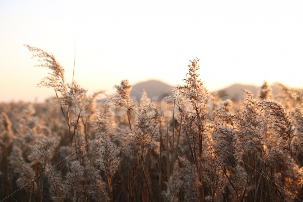 갈대,갈대밭,순천만,순천만습지,순천갈대,순천만갈대,풍경,배경,전라도,전라남도,순천,순천갈대축제,가을,분위기,석양,노을,여행,가을,계절,fall,autumn,season,식물,자연,plants,nature,감성,sensible,feeling,grass,잔디,plant,lawn,reed