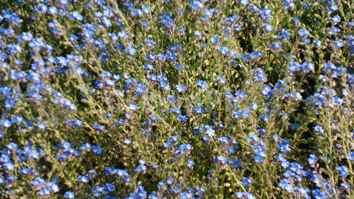꽃,식물,자연,자연물,감성,flower,nature