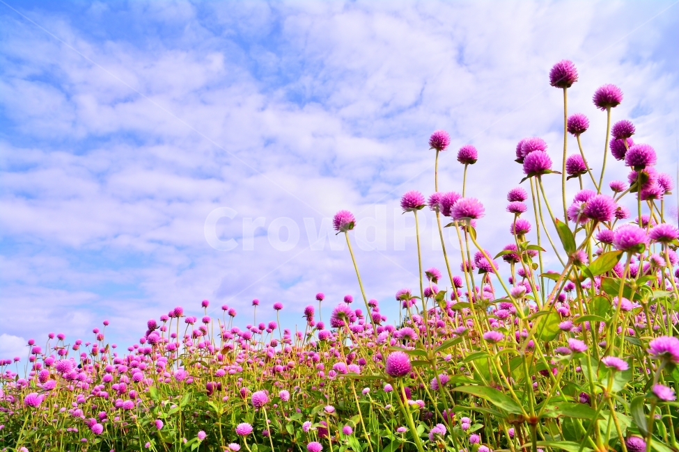 꽃,천일홍,가을꽃,아름다움,sns,ebook,가을이미지,빨강,분홍,흰색,flowers,plants,red,colorful,칼라풀,색상,가을,autumn,fall,garden,공원,배경,백그라운드,바탕화면,꽃밭,명소,가볼만한곳,관광,산책,구경,tour,나리공원,뷰티풀,beautiful,feeling,emotion,감성,필,분위기,느낌,park,야외,수많은,식물,풍경,자연,아름다운,꽃잔치,꽃물결,주말나들이,가든,천만송이,식물,자연,plants,nature,꽃,flower
