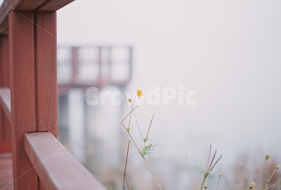 목재난간,안개,꽃,서정,woodenrail,fog,flower