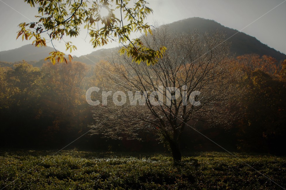 가을,단풍,나무,자연,식물,감성,자연풍경,풍경,trees,nature,autumn,season,emotion,아침빛,자연,풍경,nature,landscape,light,빛,flare,플레어
