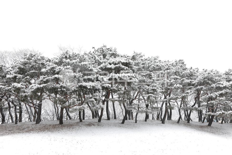 pine tree,pinetree,nature,snowyday,tree,winter,winter tree,snowy day,hill,snow,weather,wintertree