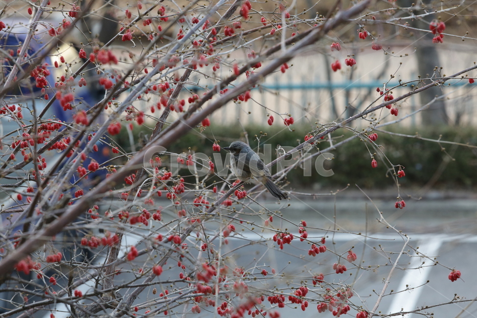 봄,직박구리,텃새,새,bird,spring,식물,자연,plants,nature,동물,animal,조류,새,birds,과일,열매,fruit
