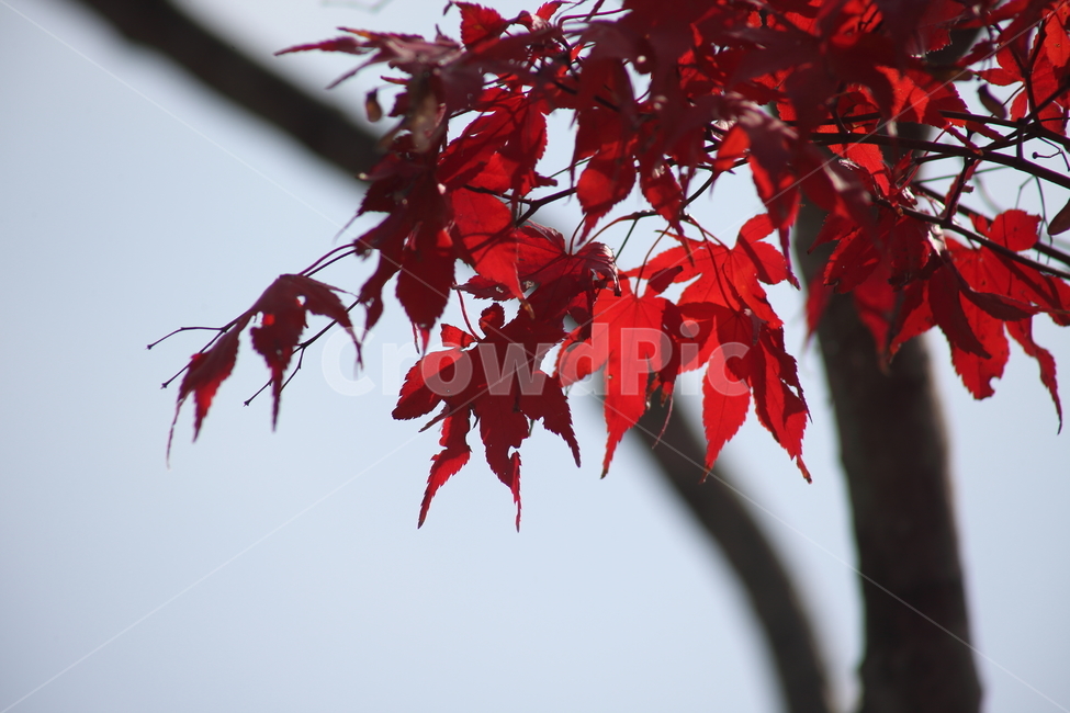 단풍,단풍나무,엽록소,가을,redleaves,식물,자연,plants,nature,나무,trees,wood